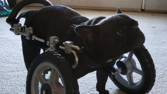 Peggy Sue, who has a deformed paw, now has her custom wheels 