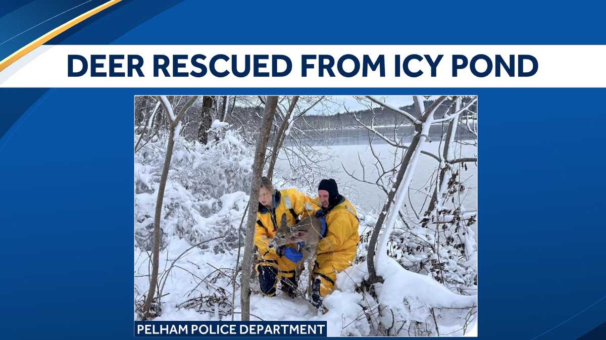 Deer brought to shore after being trapped in icy pond in Pelham