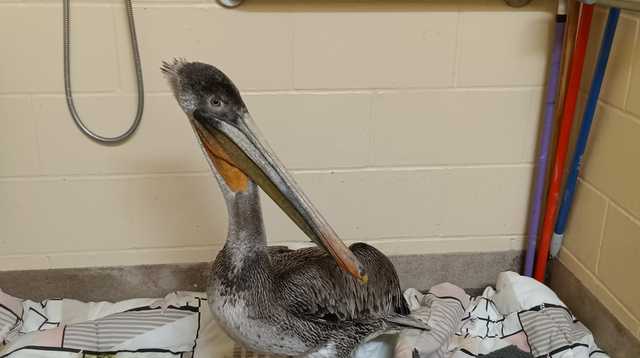 Several pelicans rescued across a California county - Vimarsana News