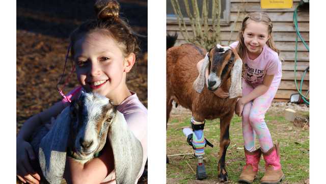 Watch: Goat gets prosthetic leg from TV reality show expert - Vimarsana News