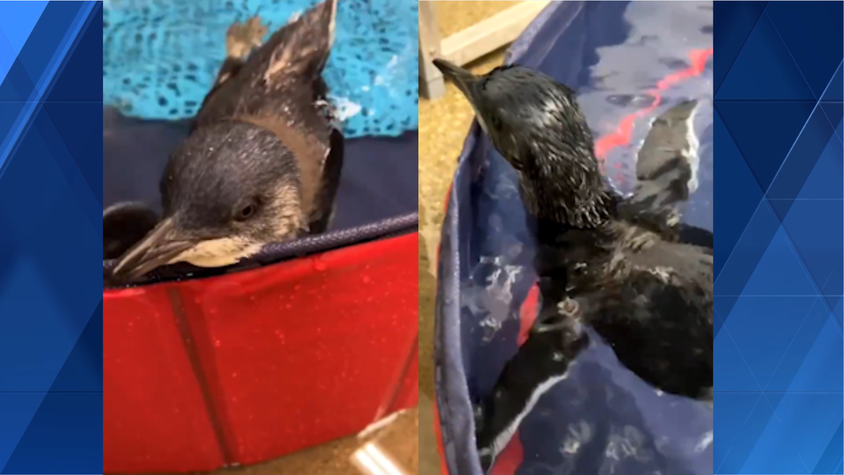 WATCH: Cincinnati Zoo penguin chick get first swim lessons