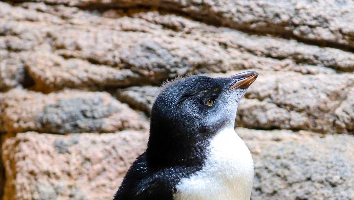 penguin feisty pet