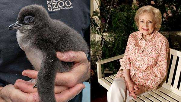 Cincinnati Zoo names new penguin chick 'Rose' in honor of Betty White's 'Golden Girls' character - Vimarsana News