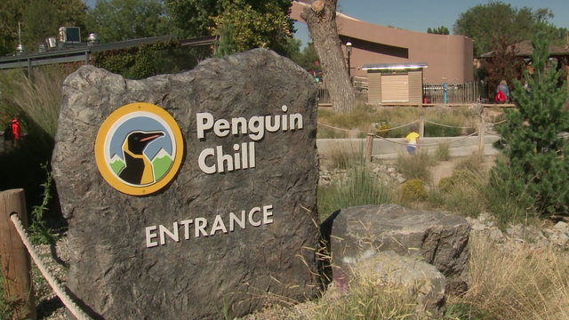 BioPark closes Penguin Chill exhibit at the zoo - Vimarsana News