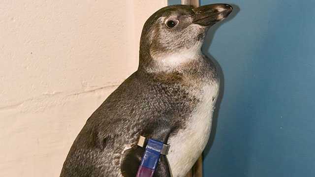 Maryland Zoo Releases Latest Penguin Chick S Name Fennel