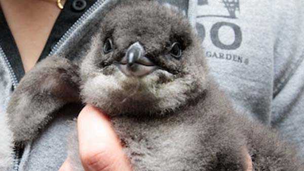 Meet Cup O' Joe Burrow: Cincinnati Zoo names penguin chick after Bengals quarterback - Vimarsana News