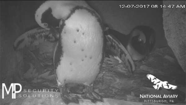Screenshot from the African penguin nest cam
