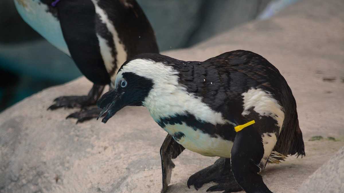 Racine Zoo African penguin dies