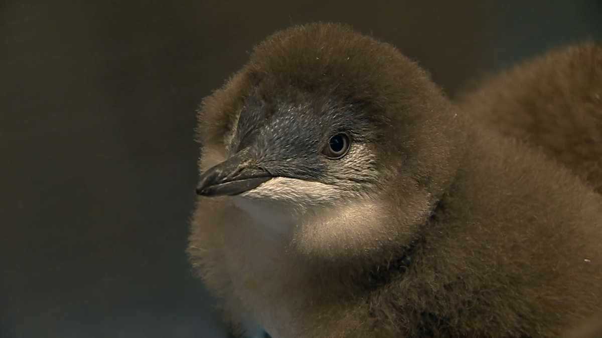 Penguin chicks hatch in Boston