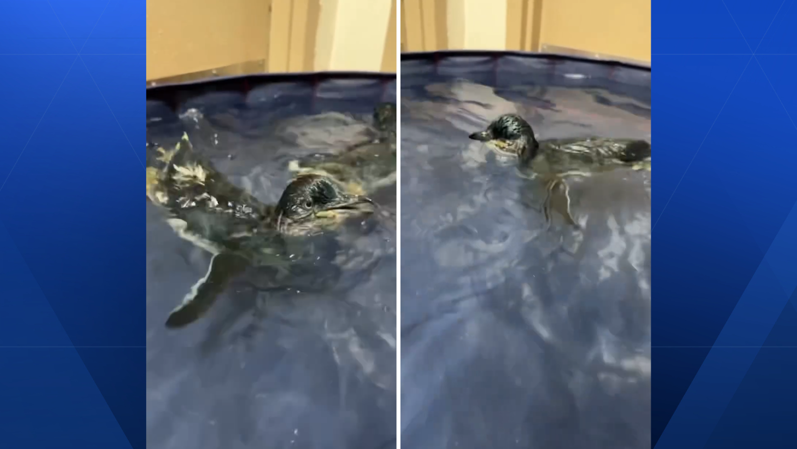 WATCH: Cincinnati Zoo’s baby African penguins take first swim