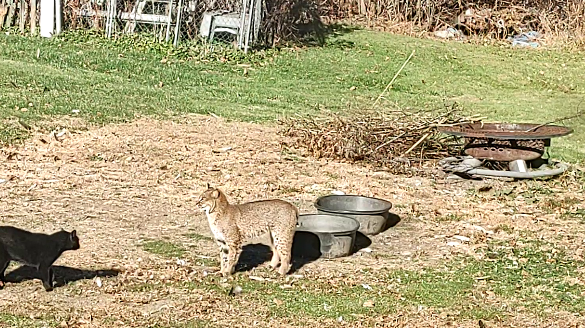 Massachusetts family captures pet's close encounter with bobcat on video