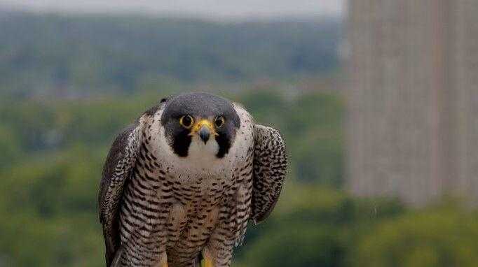 Mass. Wildlife officials attach ID bands to peregrine falcon chicks - Vimarsana News