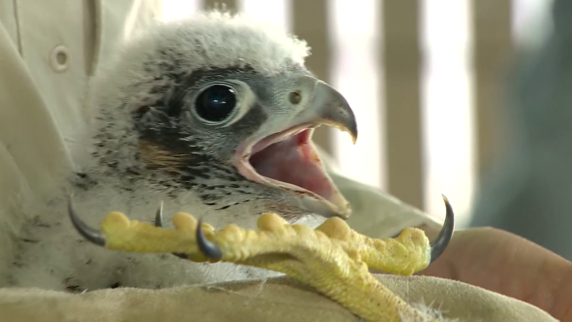 Mass. Wildlife Officials Attach ID Bands To Peregrine Falcon Chicks