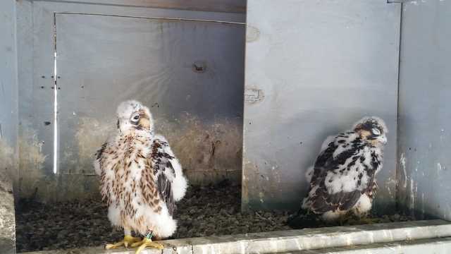 Massachusetts wildlife officials tracking two baby peregrine falcon chicks - Vimarsana News