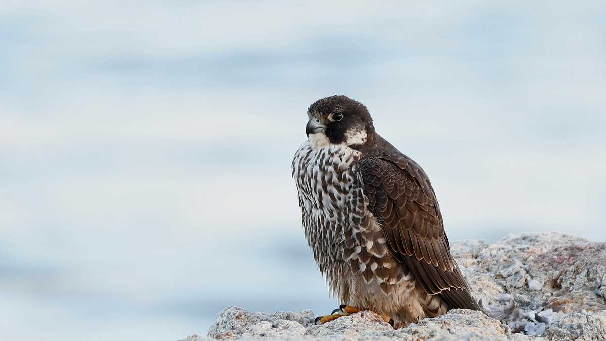 Raising Peregrine Falcon Chicks is a Real Cliff-hanger