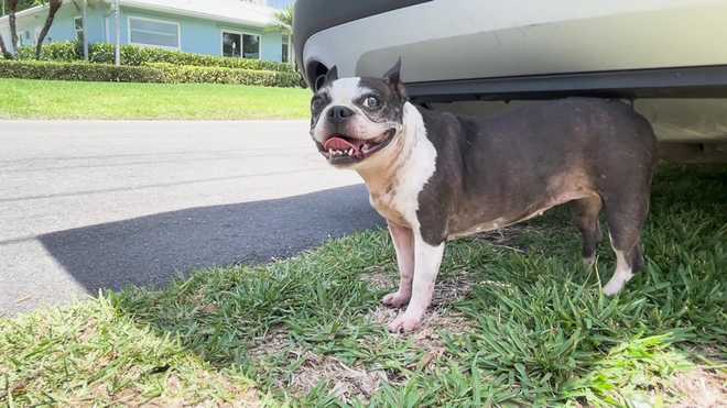 "it was like an ambush": two women report being assaulted while walking their dogs