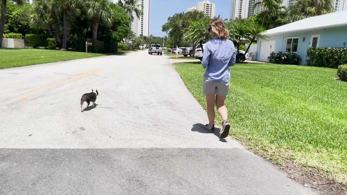 Two Florida women report being assaulted while walking their dogs
