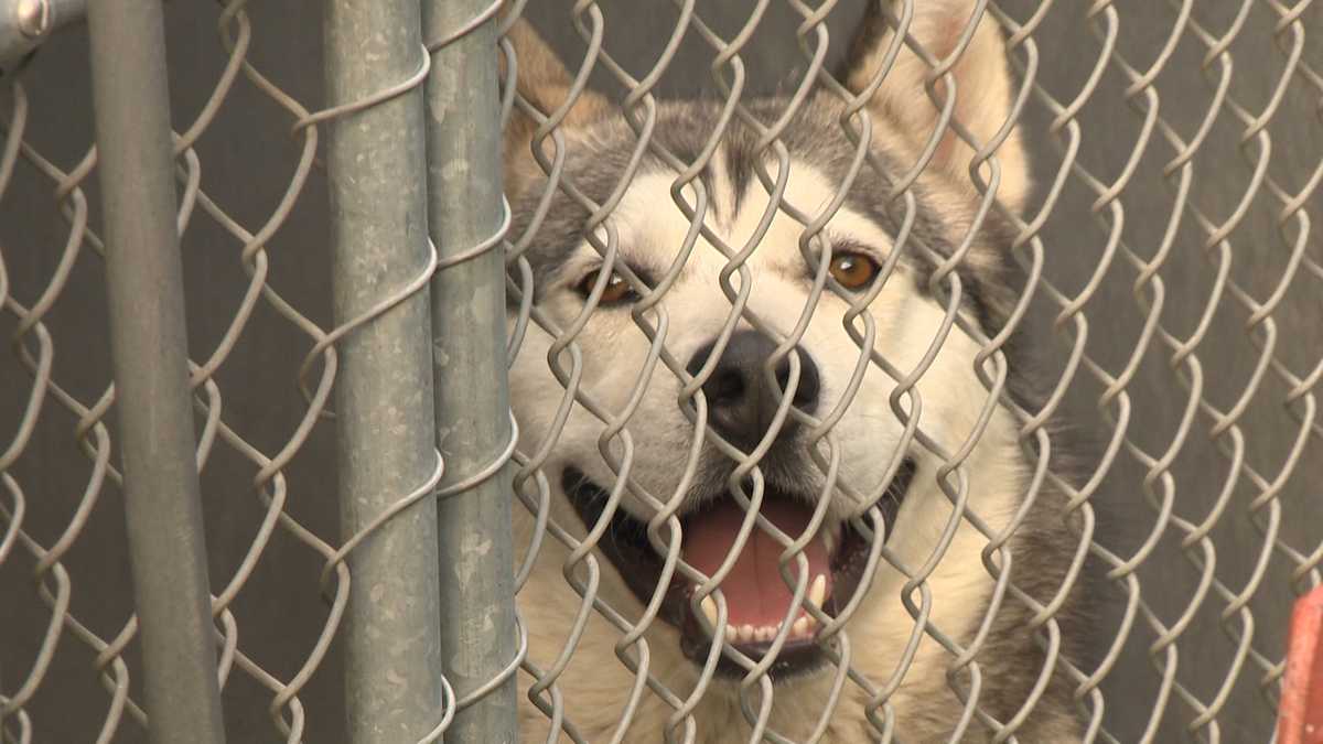 Sacramento animal shelter launches new program to find missing pets