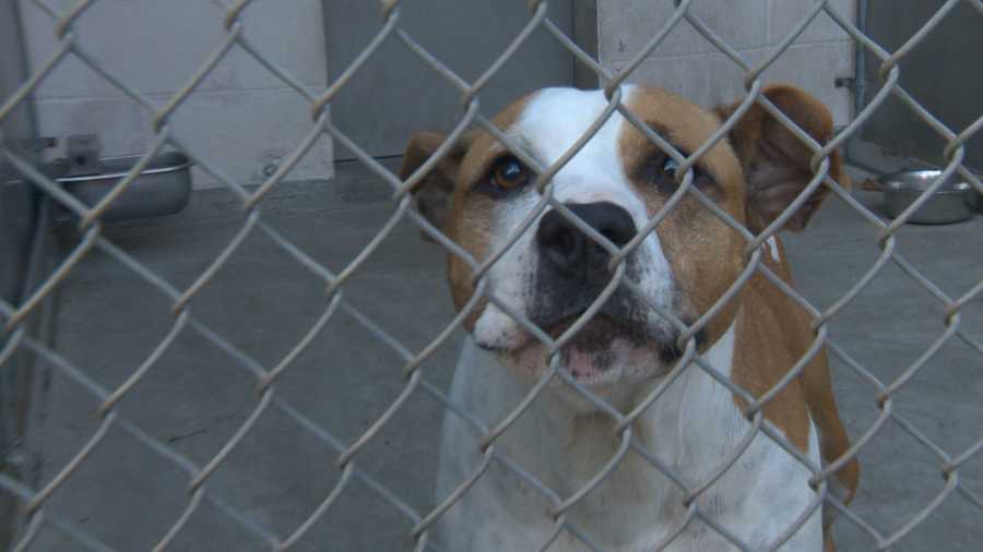 Sacramento animal shelter launches new program to find missing pets