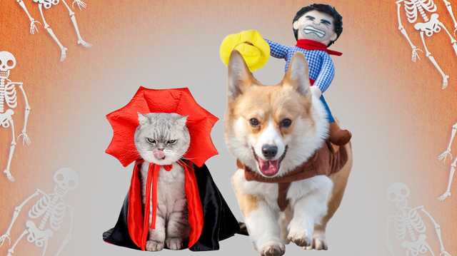The 25 best Halloween costumes for your furry friend in 2023