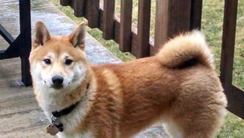 Dog Missing For More Than A Month Family Turns To Pet
