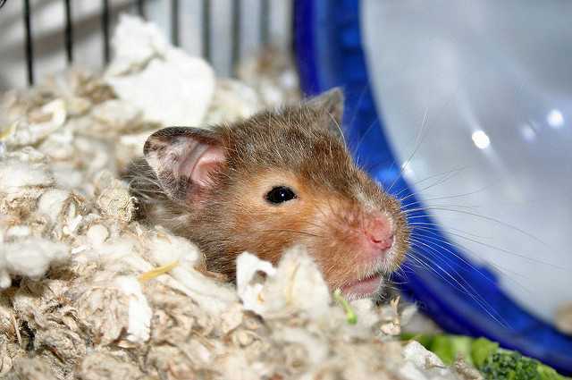 dryer lint hamster bedding