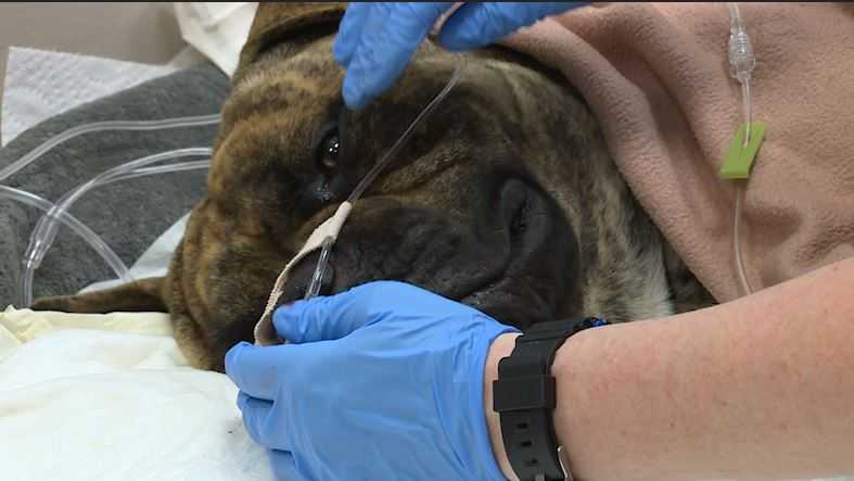 The pros and cons of pet insurance Do you really need it?