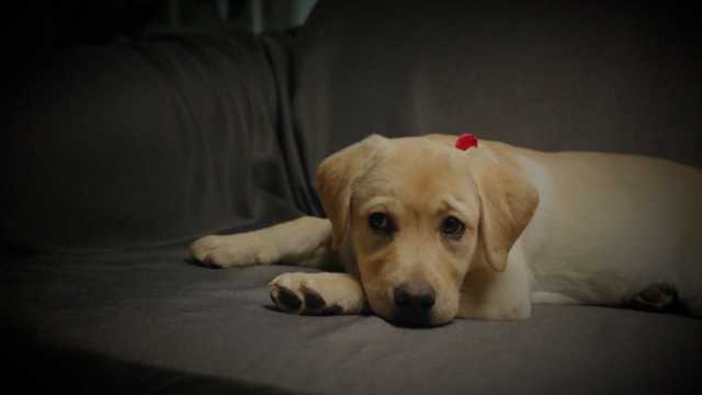 How to keep your pets safe during New Year's Eve celebrations in Arkansas - Vimarsana News