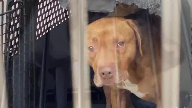 Ohio animal shelters warn of scammers targeting pet owners - Vimarsana News