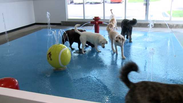 Country club' for dogs opens second Louisville location