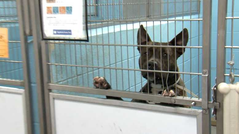 Kentucky Humane Society asking for fosters in preparation for winter