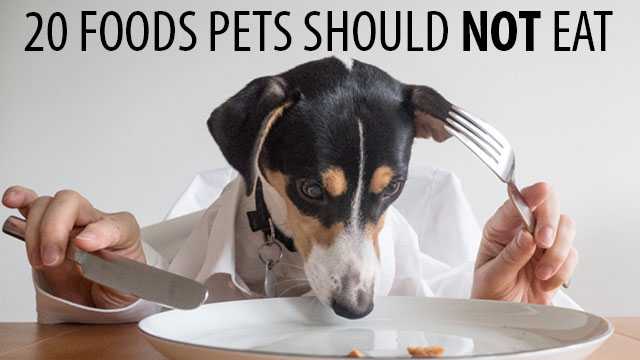 20 Foods your pets should not eat