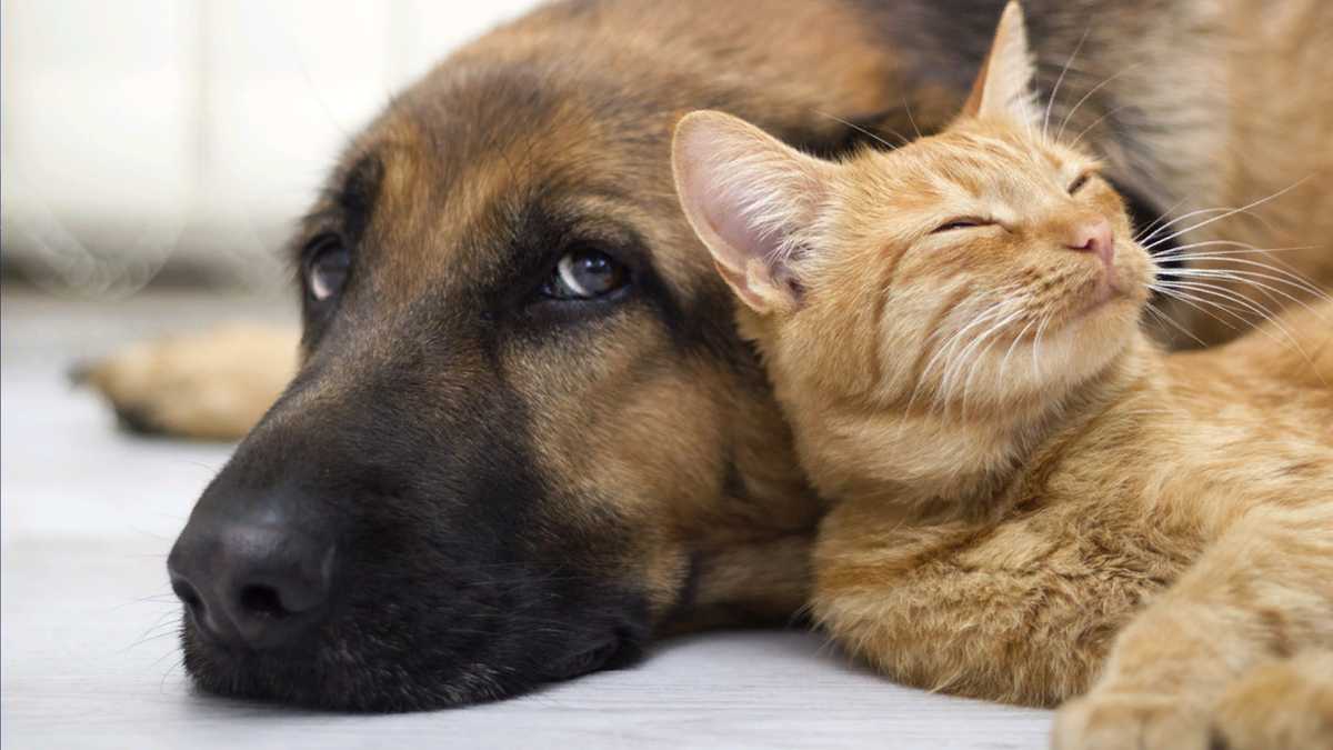 New ordinance bans people convicted of some animal abuses from owning cats or do...