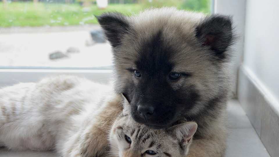 Allegheny County Health Department alerts pet owners after rabies vaccine recall