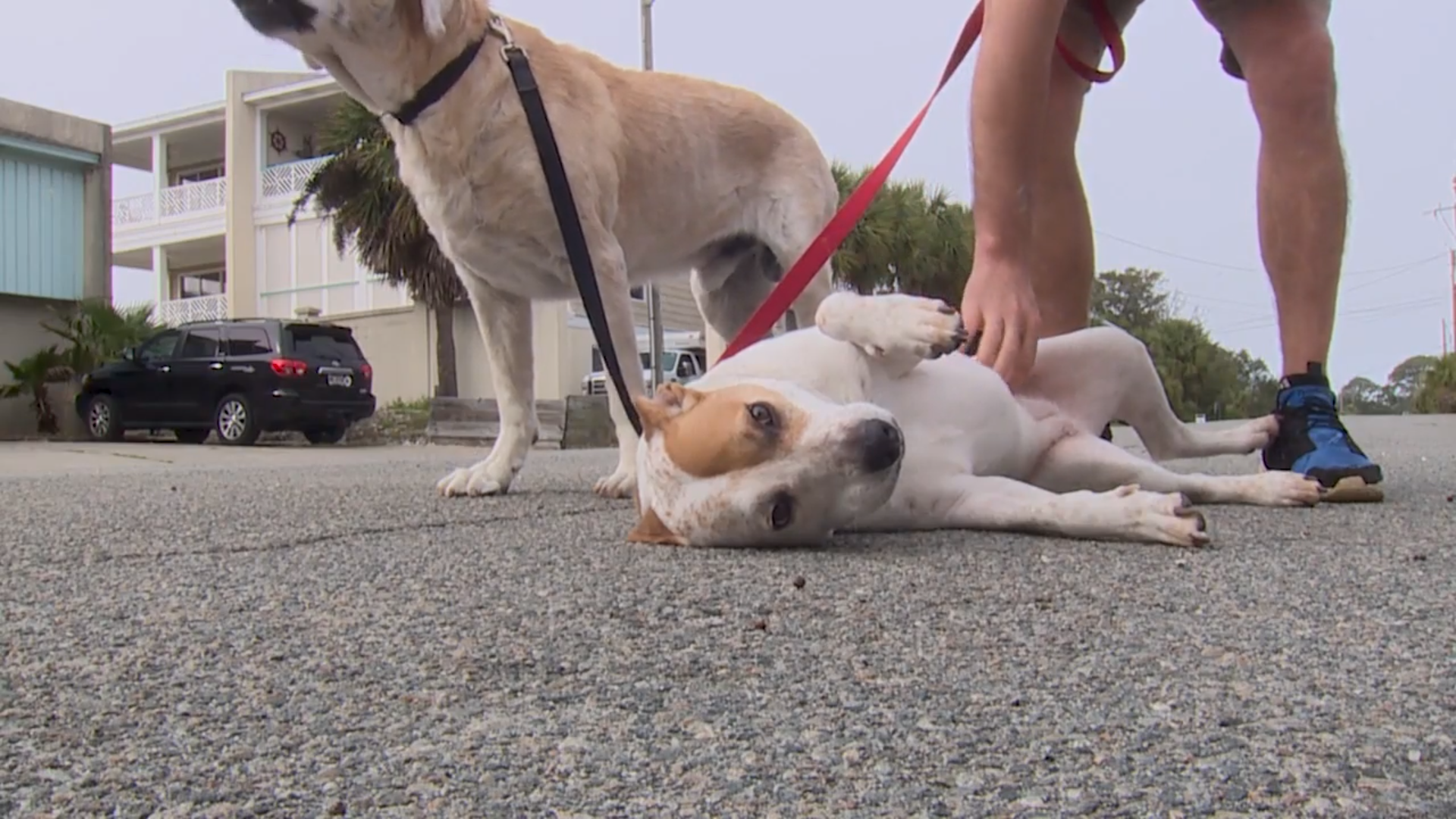 are dogs allowed on tybee beach