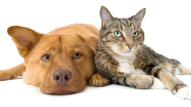 Maryland SPCA offers help for anxious pets once you return to work - Vimarsana News