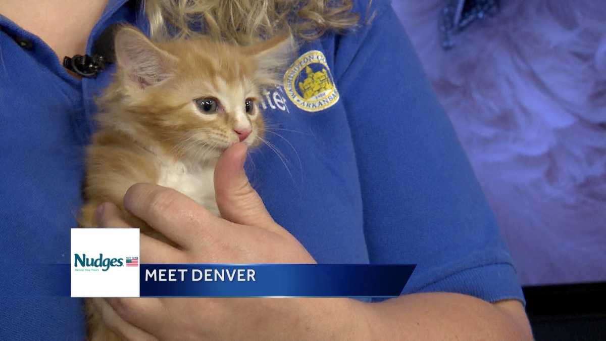 Pets on Set Meet Denver