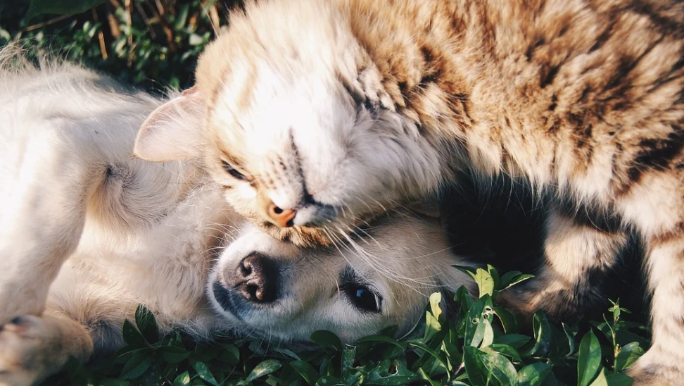 How to keep my pet safe during freezing weather