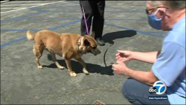 Pets wind up in California shelters after Fourth of July fireworks