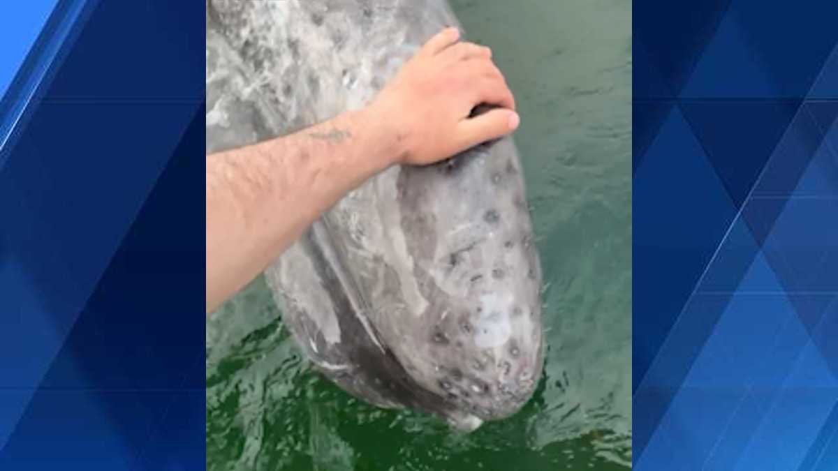 Want to pet a Gray Whale? Here is where you can do so