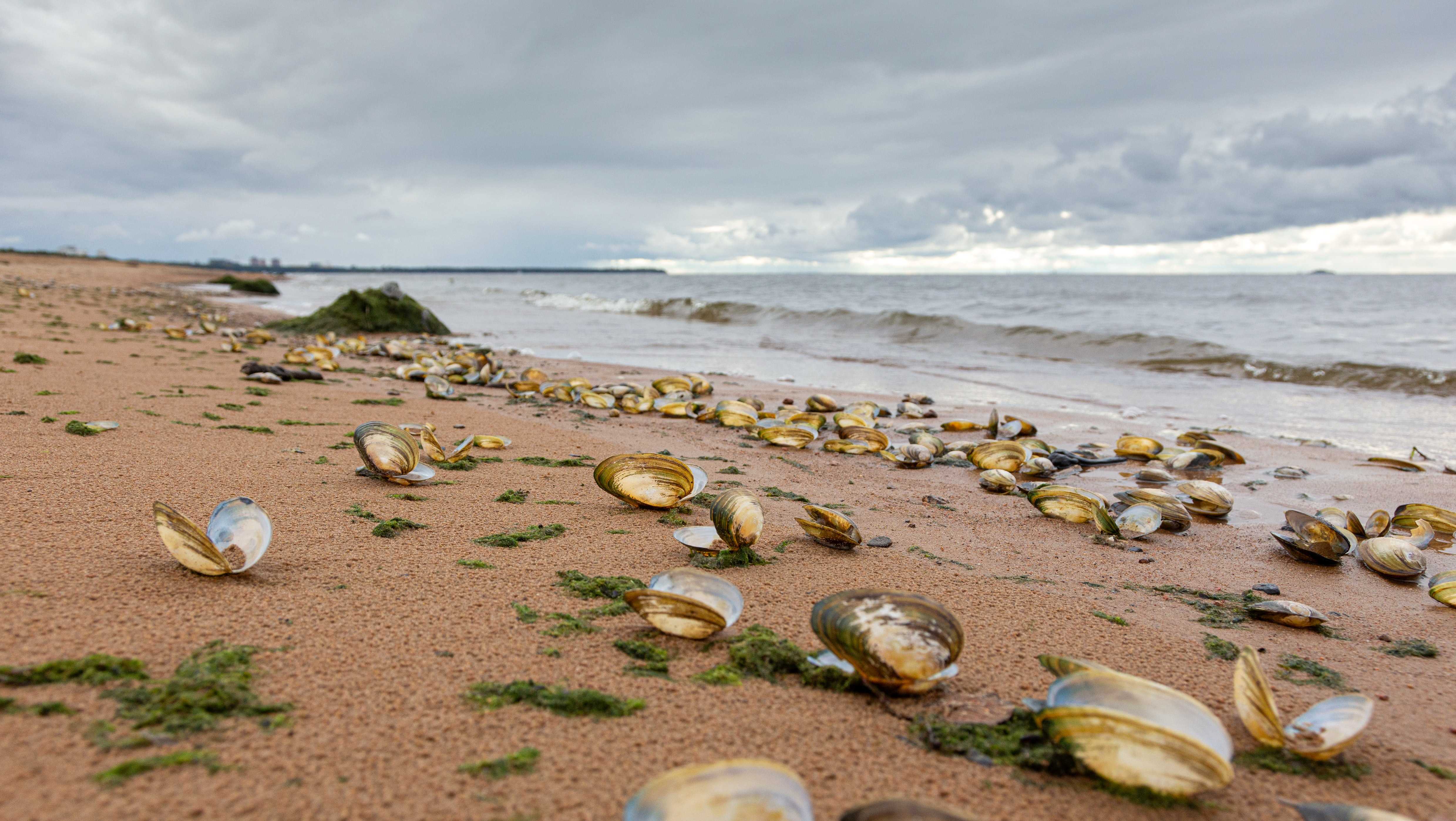 Clam surfacing phenomenon prompts advisory at the Oceano Dunes - Vimarsana News