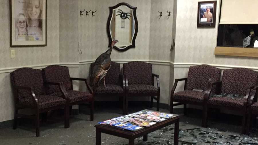 Turkey crashes through window into waiting room