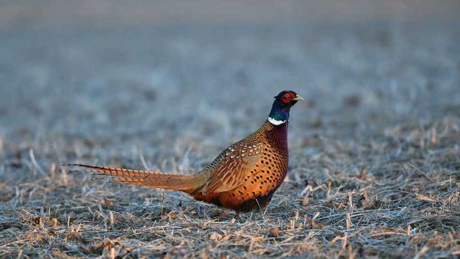 More than 14,000 ringnecked pheasants to be released at hunting areas