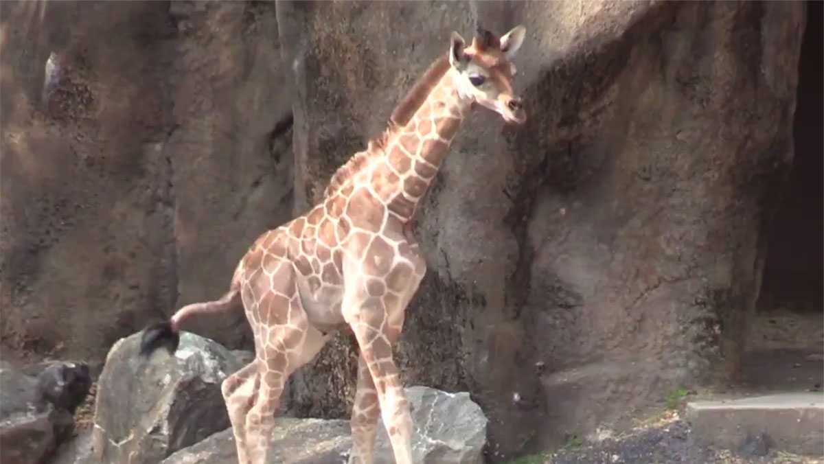 Philadelphia Zoo welcomes baby giraffe