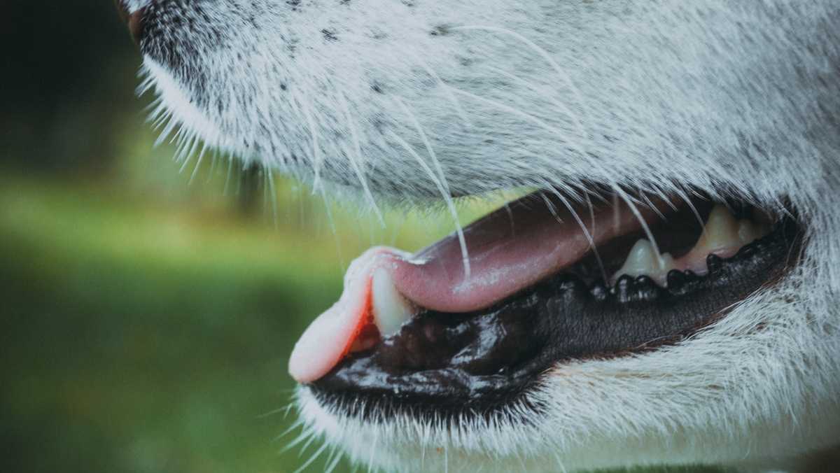 OPD introduces new bomb dog to team