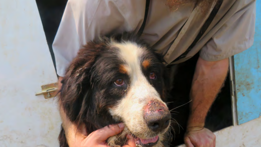 Court records: Southern Iowa dog breeder with 120 violations wants to give up animals - Vimarsana News