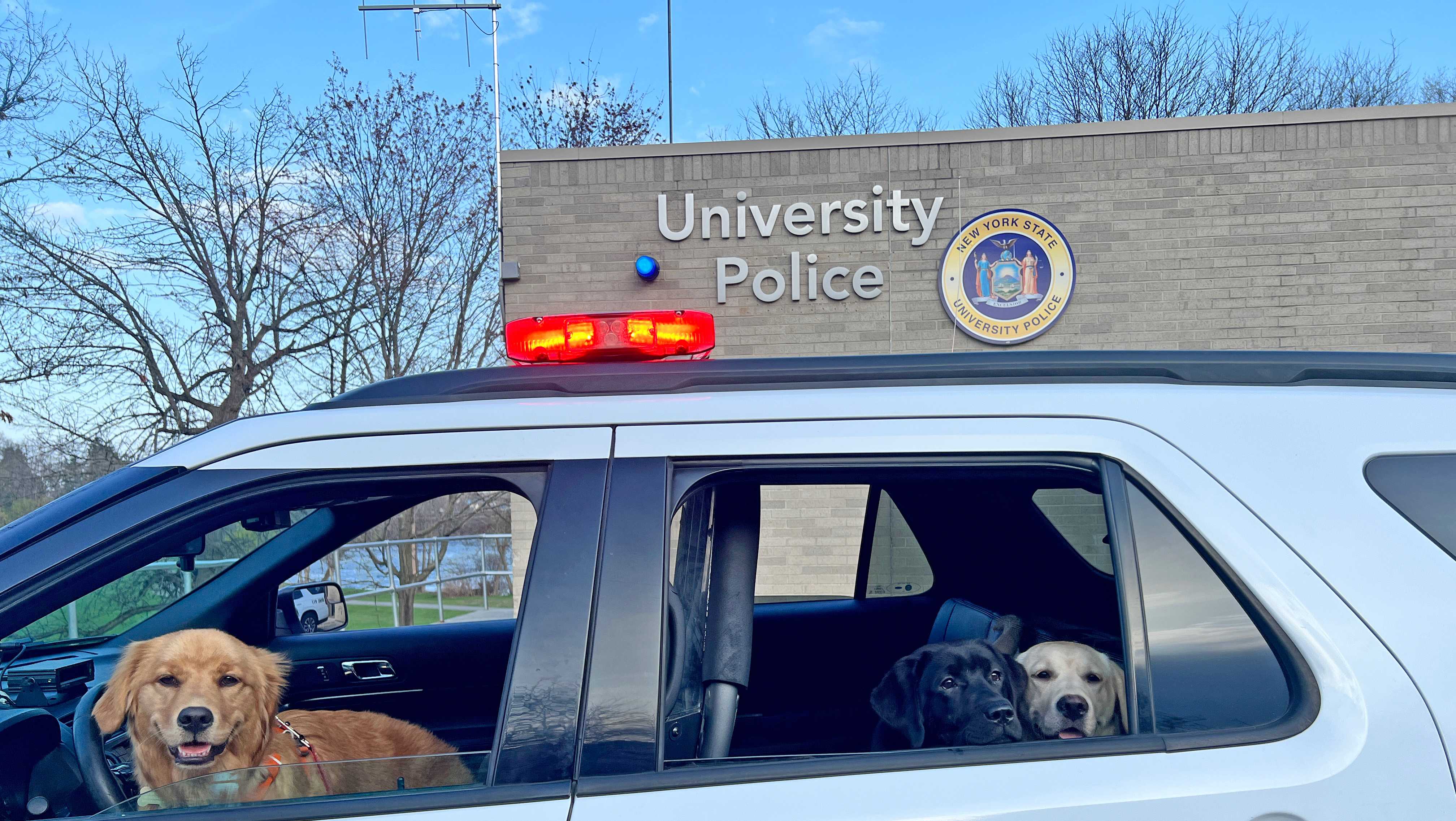 SUNY Plattsburgh University Police adds new therapy dogs to its roster - Vimarsana News