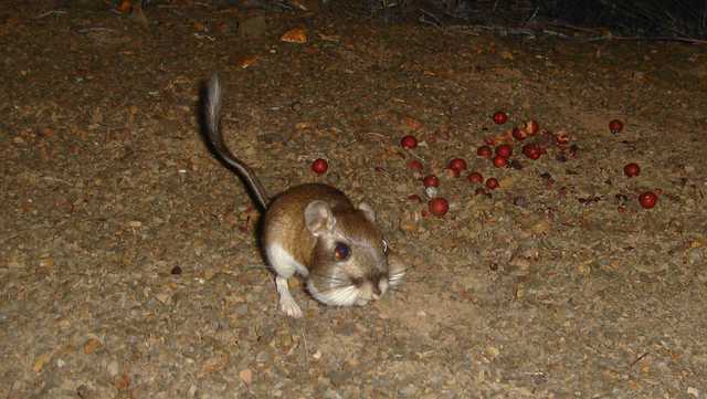 'So elated': Nearly extinct species seen in California preserve for first time in decades - Vimarsana News