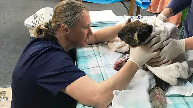 Maryland Zoo to help Australian zoo rescue animals from wildfires Maryland Zoo to help Australian zoo rescue animals from wildfires