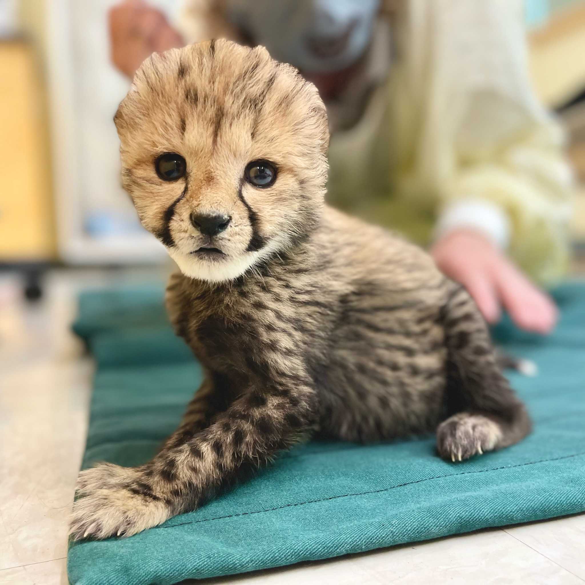 Meet Rozi: Cincinnati Zoo names 4-week-old cheetah cub